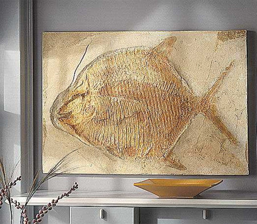 ars mundi Kugelzahnfisch (Gyrodus Macrophthalmus Hexagonus) Relief