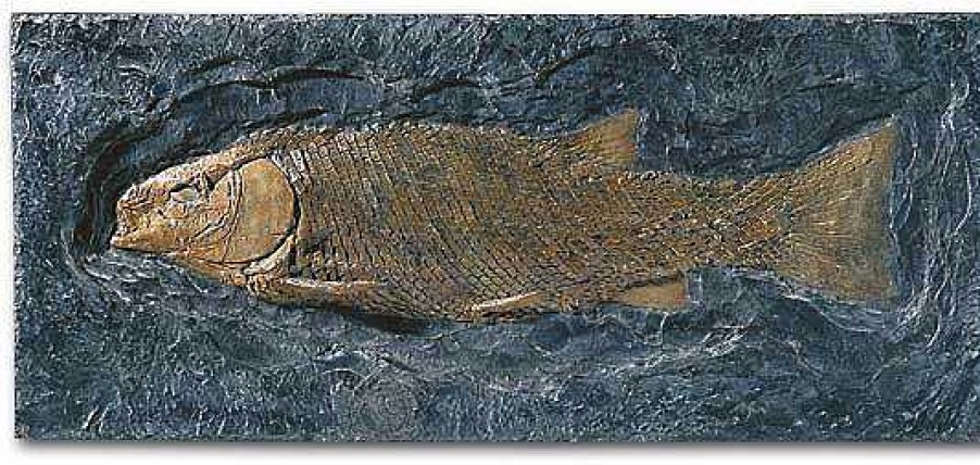 ars mundi Schmelzschuppenfisch (Lepidotus Elvensis) Wandobjekte