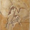 ars mundi Fossiler Urvogel Archaeopteryx Museums-Replikate