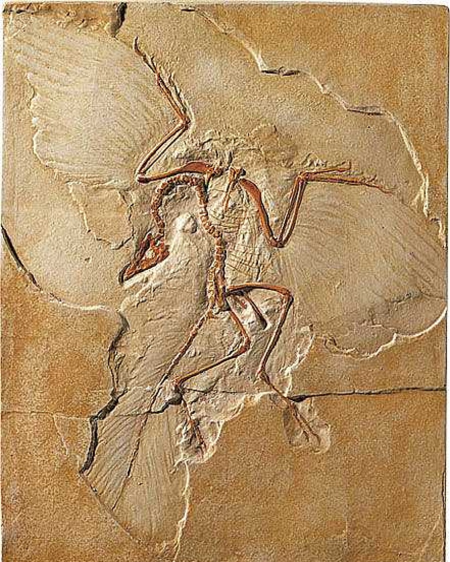 ars mundi Fossiler Urvogel Archaeopteryx Museums-Replikate