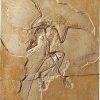 ars mundi Fossiler Urvogel Archaeopteryx Relief