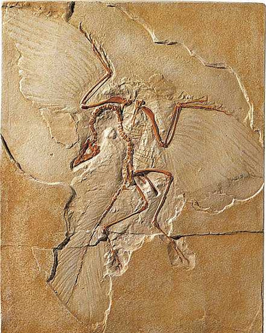 ars mundi Fossiler Urvogel Archaeopteryx Relief