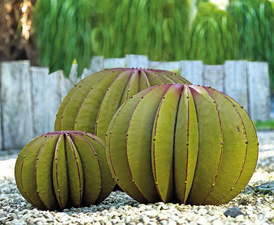 ars mundi Gartenobjekt "Kugelkaktus" (Grose Version, Hinten Auf Abbildung) Sonstiges