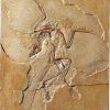 ars mundi Fossiler Urvogel Archaeopteryx Wandobjekte