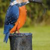 ars mundi Gartenfigur "Eisvogel Mit Fisch" Tierskulpturen