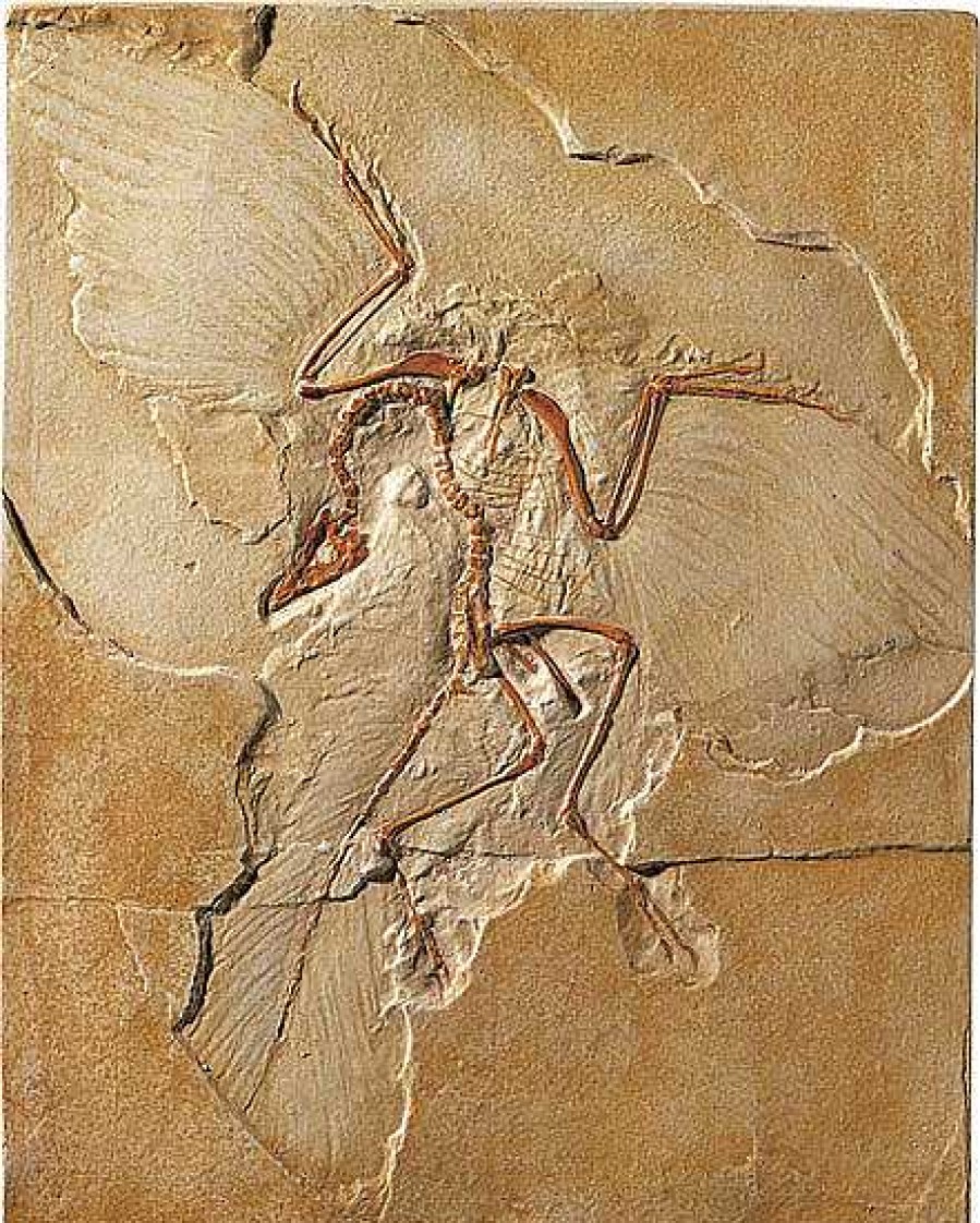 ars mundi Fossiler Urvogel Archaeopteryx Vorzeit