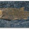 ars mundi Schmelzschuppenfisch (Lepidotus Elvensis) Museums-Replikate