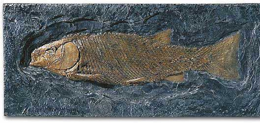 ars mundi Schmelzschuppenfisch (Lepidotus Elvensis) Museums-Replikate