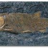 ars mundi Schmelzschuppenfisch (Lepidotus Elvensis) Relief