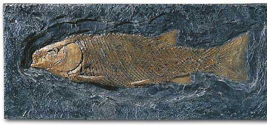 ars mundi Schmelzschuppenfisch (Lepidotus Elvensis) Relief