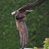 ars mundi Gartenskulptur "Fliegende Eule" (Ohne Steinsockel), Bronze Bronze