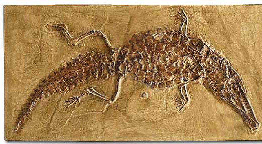 ars mundi Versteinertes Krokodil (Crocodileimus Robustus) Relief