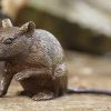 ars mundi Gartenskulptur "Maus, Sitzend", Bronze Kleinplastiken / Miniaturen