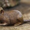 ars mundi Gartenskulptur "Maus, Liegend", Bronze Kleinplastiken / Miniaturen