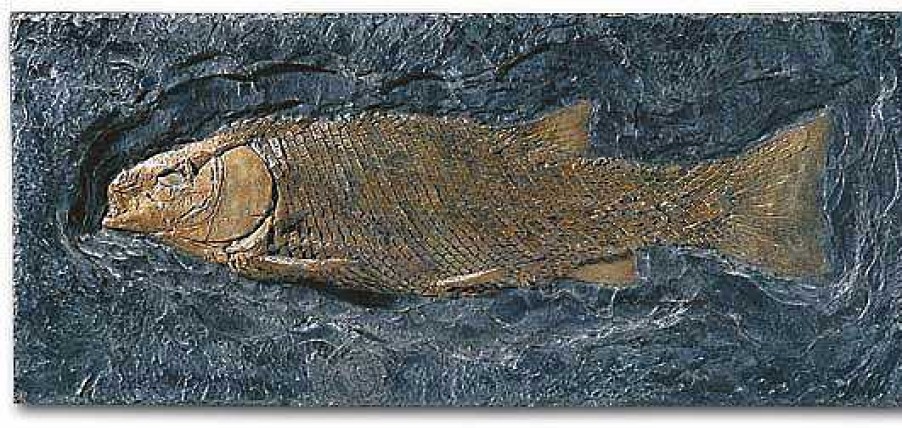 ars mundi Schmelzschuppenfisch (Lepidotus Elvensis) Kunstguss